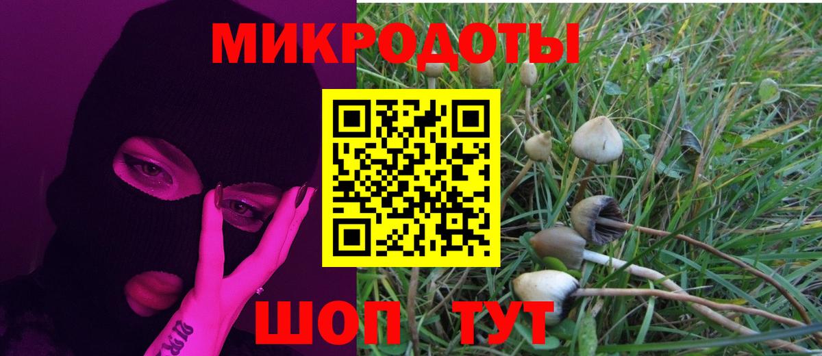 Псилоцибиновые грибы Psilocybe Славгород